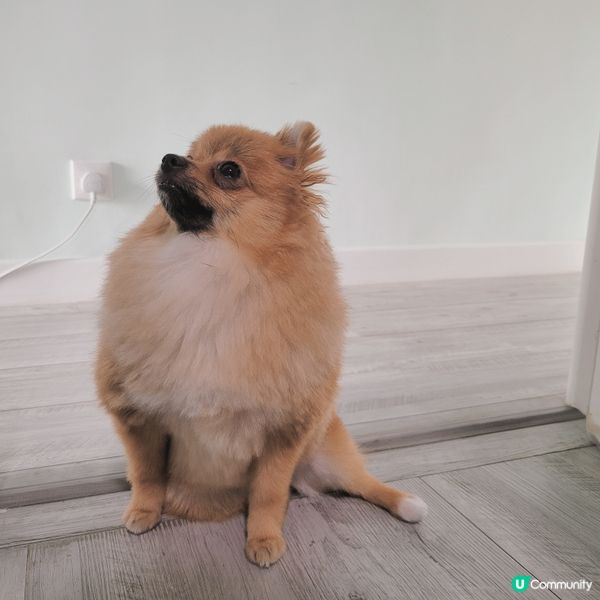 珍珠小魚仙想吟番首詩歌比大家聽下📜