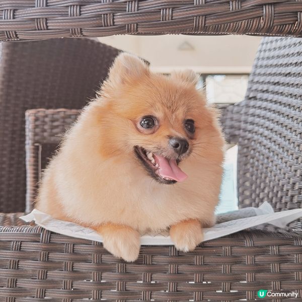 珍珠作為一隻專業既小小松鼠狗🐶