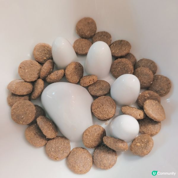 狗狗好容易會皮膚敏感同發炎🥲