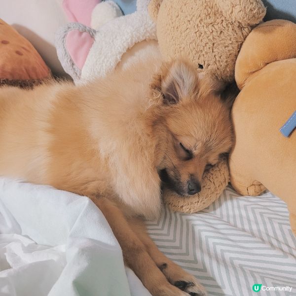 你地平時訓教教鐘唔鐘意捱住公仔訓架❔️