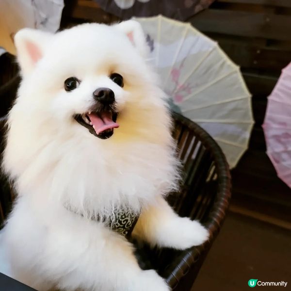 媽咪❣️：帶住大小姐同你去戶外日本燒肉店晚飯啦！Creami...