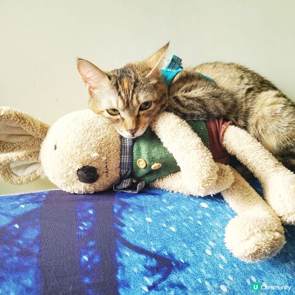 兔兔係我保姆，所以我會黏實佢，我夠係你媽媽咯，典解你吾黏實我...