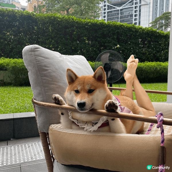 【成為狗狗KOL 🐕】機會嚟啦！ 
