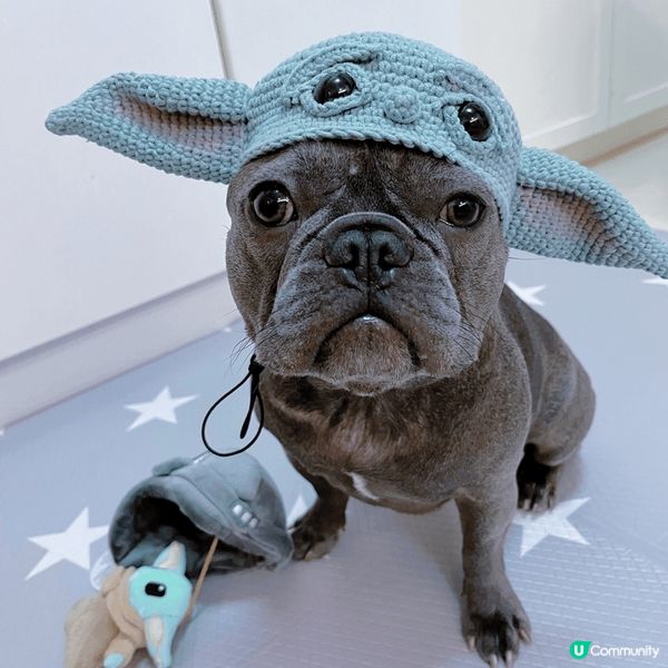 【成為狗狗KOL 🐕】機會嚟啦！ 