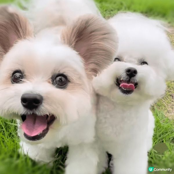 【成為狗狗KOL 🐕】機會嚟啦！ 