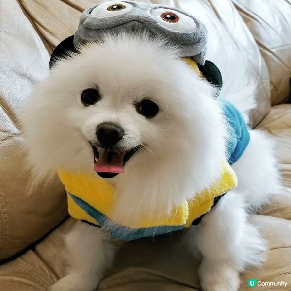 【成為狗狗KOL 🐕】機會嚟啦！ 