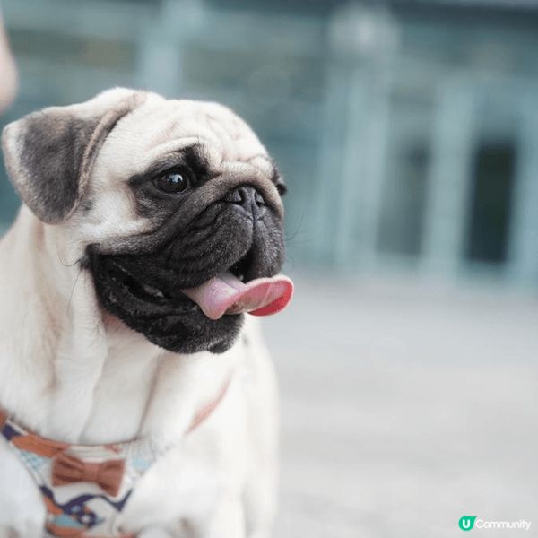 【成為狗狗KOL 🐕】機會嚟啦！ 