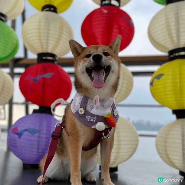 【成為狗狗KOL 🐕】機會嚟啦！ 