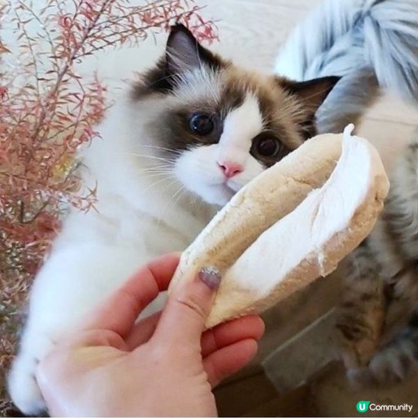 下午茶啊～係咪兩件雞俾曬我？