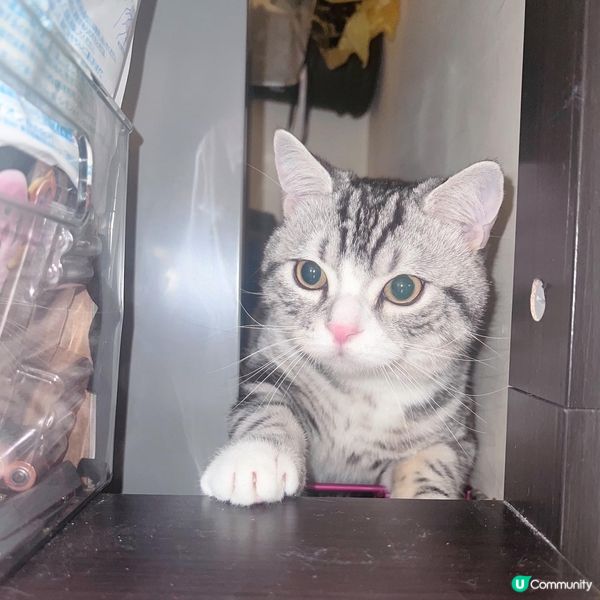 夜半櫃後面有聲？