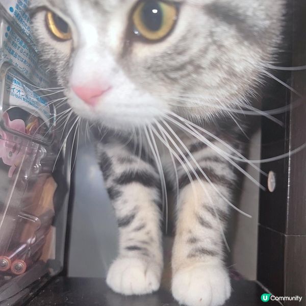 夜半櫃後面有聲？