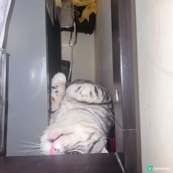 夜半櫃後面有聲？