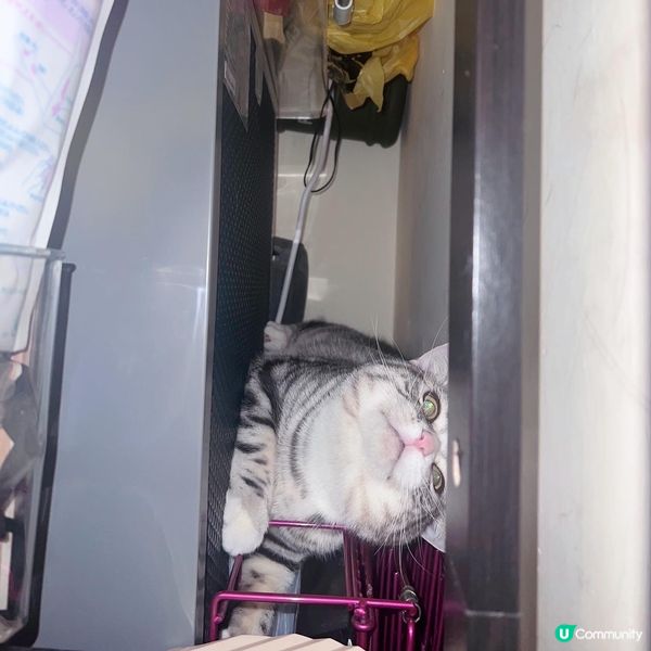 夜半櫃後面有聲？