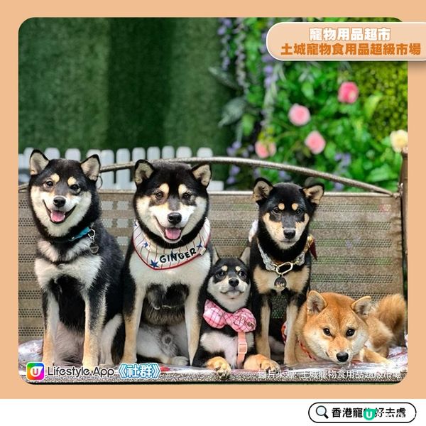 【寵物好去處：超市篇】 