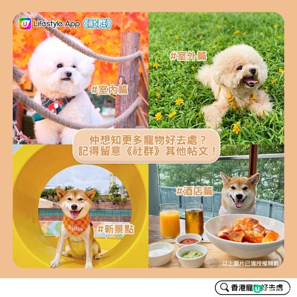 【寵物好去處：酒店篇】 