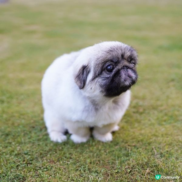 作為狗奴,最緊要主子食得,行得,屙得!!!😊