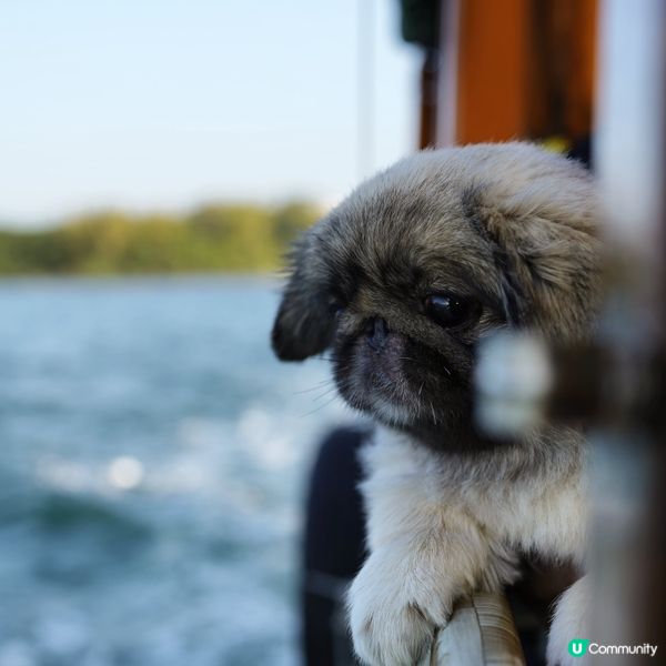 🐕‍🦺究竟我點先可以贏到呢次petcation呢？求求各位大...