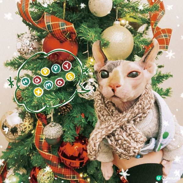 𝕄𝕖𝕠𝕨𝕝𝕪 𝕂𝕚𝕤𝕤𝕞𝕒𝕤 𝕖𝕧𝕖𝕣𝕪𝕠𝕟𝕖🎄🥳...