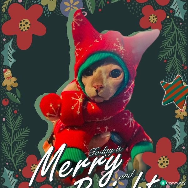 𝕄𝕖𝕠𝕨𝕝𝕪 𝕂𝕚𝕤𝕤𝕞𝕒𝕤 𝕖𝕧𝕖𝕣𝕪𝕠𝕟𝕖🎄🥳...