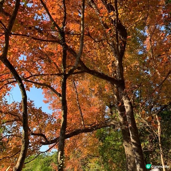 「大埔烏蛟騰紅葉之旅 最簡易紅葉打卡路線」