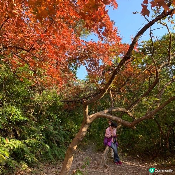 「大埔烏蛟騰紅葉之旅 最簡易紅葉打卡路線」