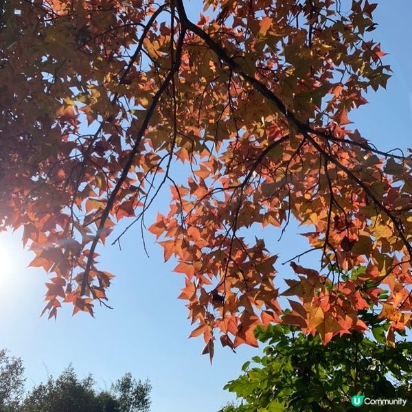 「大埔烏蛟騰紅葉之旅 最簡易紅葉打卡路線」