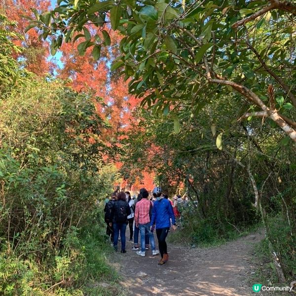 「大埔烏蛟騰紅葉之旅 最簡易紅葉打卡路線」