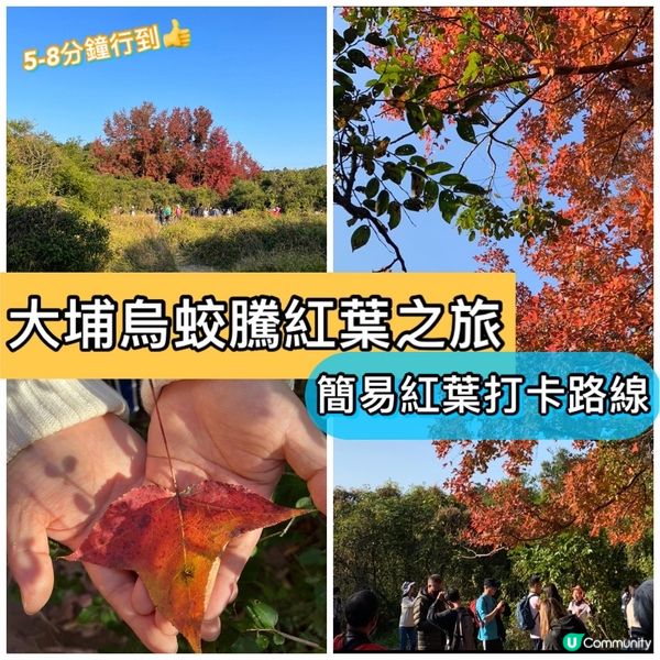 「大埔烏蛟騰紅葉之旅 最簡易紅葉打卡路線」