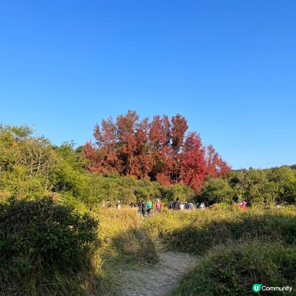 「大埔烏蛟騰紅葉之旅 最簡易紅葉打卡路線」