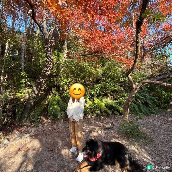 「大埔烏蛟騰紅葉之旅 最簡易紅葉打卡路線」