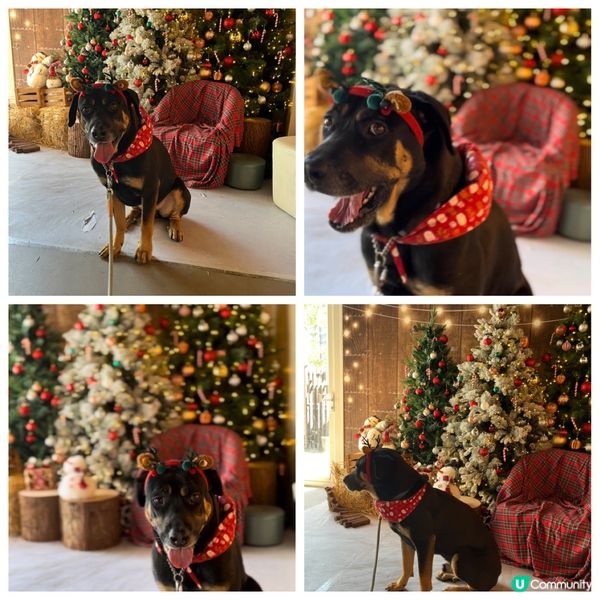 ✅今日去咗位於元朗面積達6千呎的人寵生活館Hooment！！...