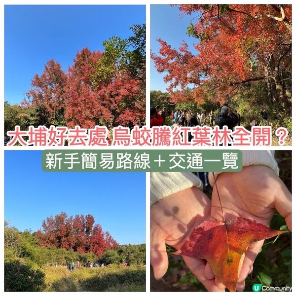 大埔嘅烏蛟騰絕對係我呢啲懶人睇紅葉🍁最佳選擇