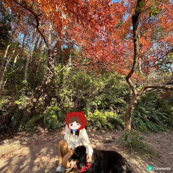 大埔嘅烏蛟騰絕對係我呢啲懶人睇紅葉🍁最佳選擇