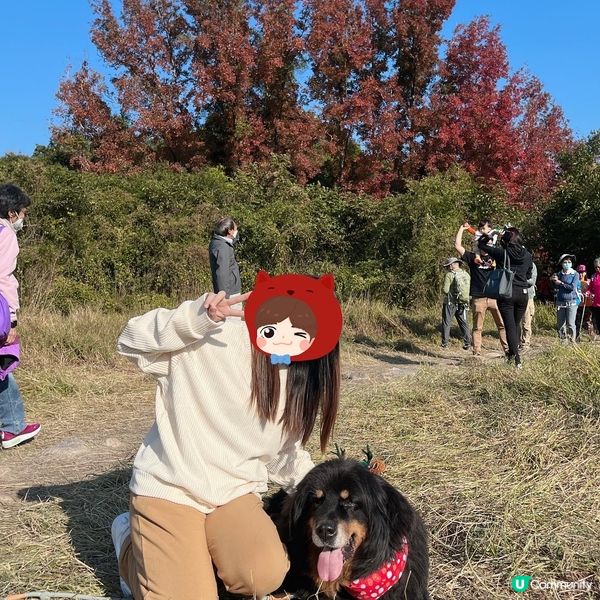 大埔嘅烏蛟騰絕對係我呢啲懶人睇紅葉🍁最佳選擇