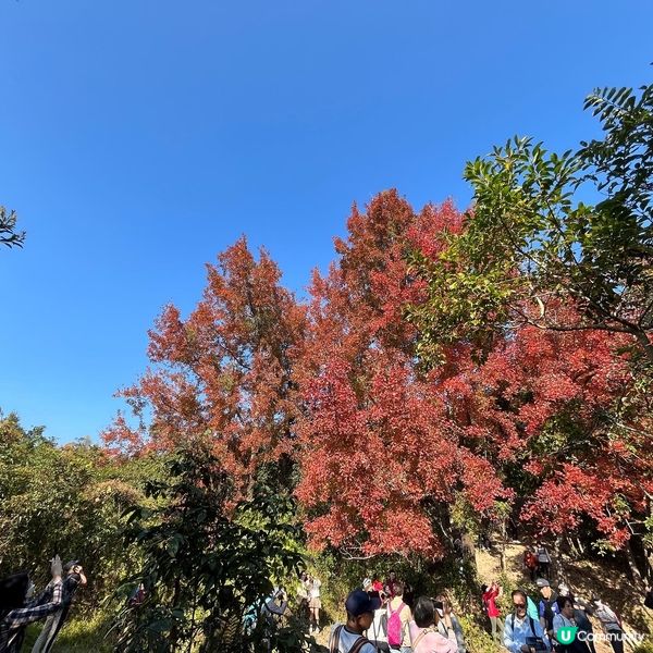 大埔嘅烏蛟騰絕對係我呢啲懶人睇紅葉🍁最佳選擇