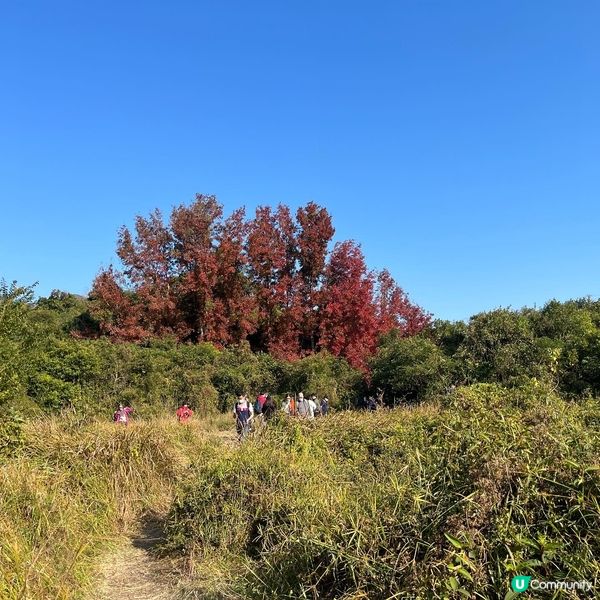 大埔嘅烏蛟騰絕對係我呢啲懶人睇紅葉🍁最佳選擇