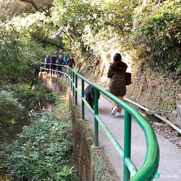 大埔嘅烏蛟騰絕對係我呢啲懶人睇紅葉🍁最佳選擇