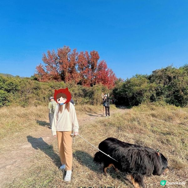 大埔嘅烏蛟騰絕對係我呢啲懶人睇紅葉🍁最佳選擇