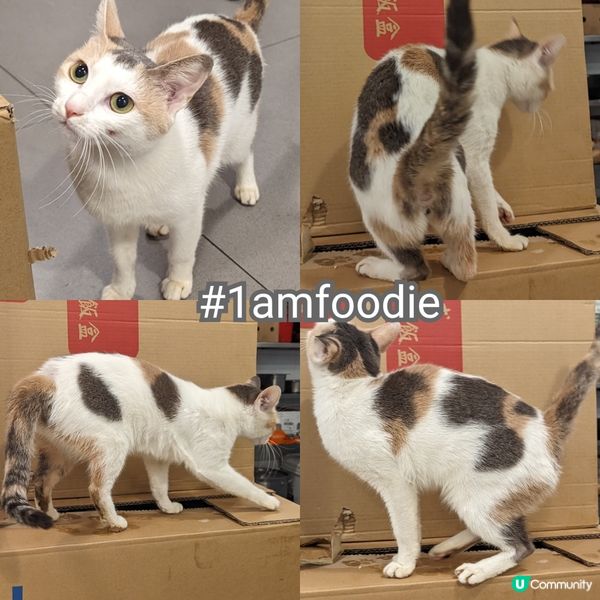 【葵青區】【新潮興粉麵餐廳】近排寫葵青都係青衣，今次過對岸寫...