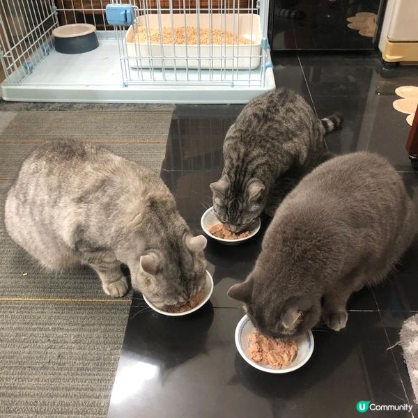 🐱三隻貓貓齊齊開餐，食唔停口，不停食叫極都唔停👍