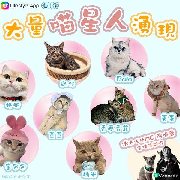【喵界KOLの育成】如何成為明星貓🐈？ 