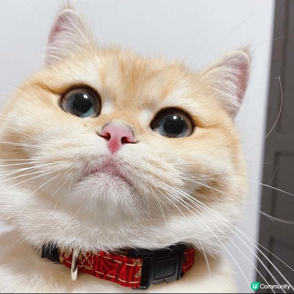 【喵界KOLの育成】如何成為明星貓🐈？ 