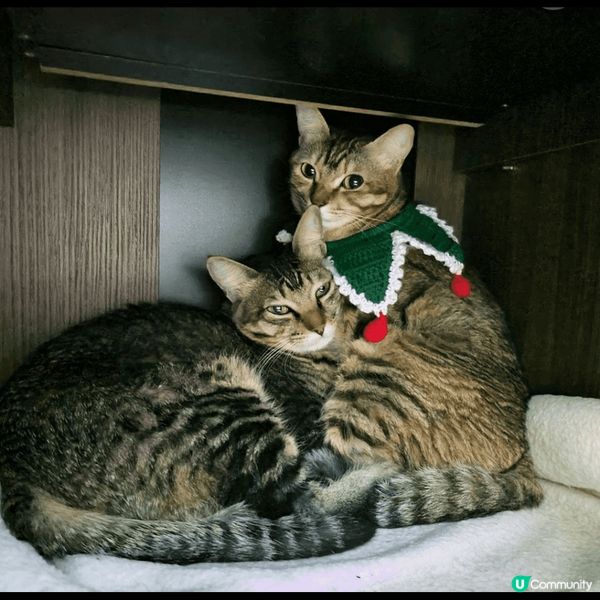 【喵界KOLの育成】如何成為明星貓🐈？ 