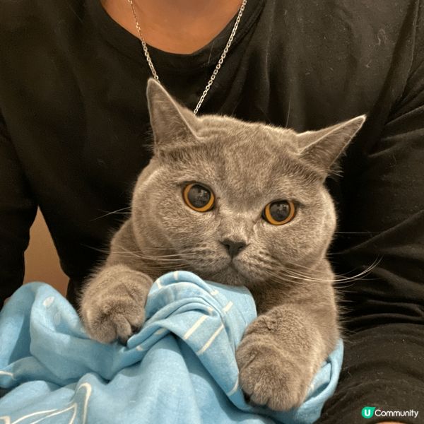 【喵界KOLの育成】如何成為明星貓🐈？ 