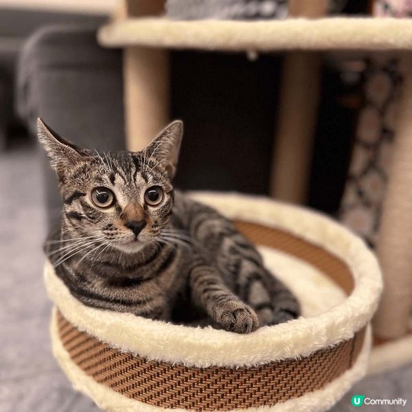 【喵界KOLの育成】如何成為明星貓🐈？ 