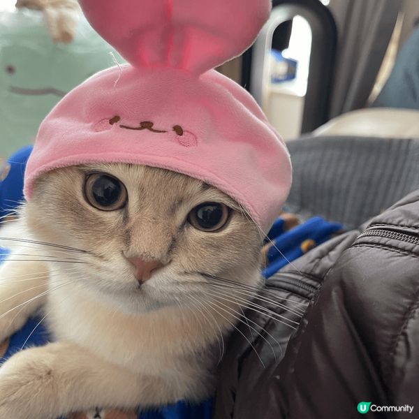 【喵界KOLの育成】如何成為明星貓🐈？ 