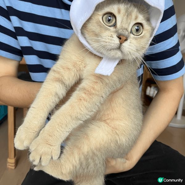 【喵界KOLの育成】如何成為明星貓🐈？ 