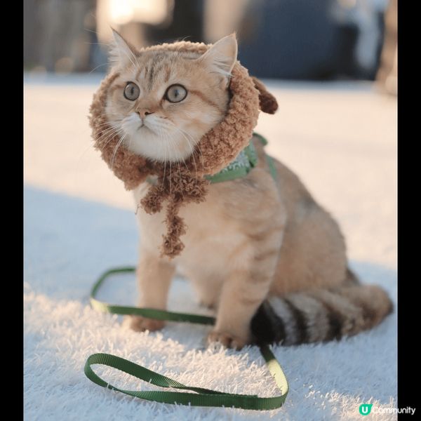 【喵界KOLの育成】如何成為明星貓🐈？ 