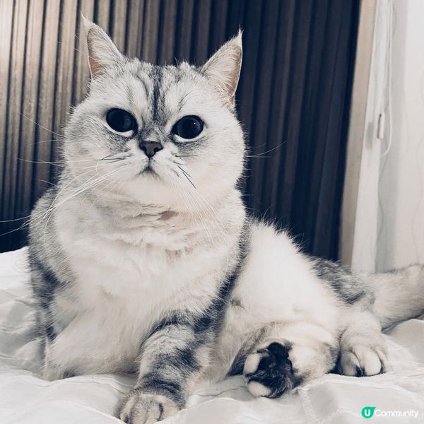 【喵界KOLの育成】如何成為明星貓🐈？ 