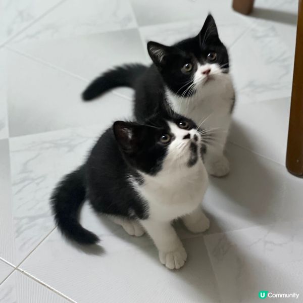 🐱兩隻貓貓排排企